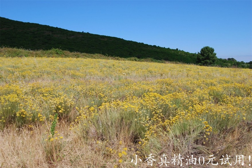 永久花immortelle-corse-1_5092314 (2).jpg