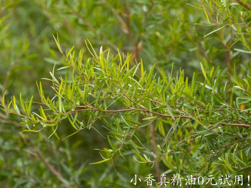 10024茶树.jpg