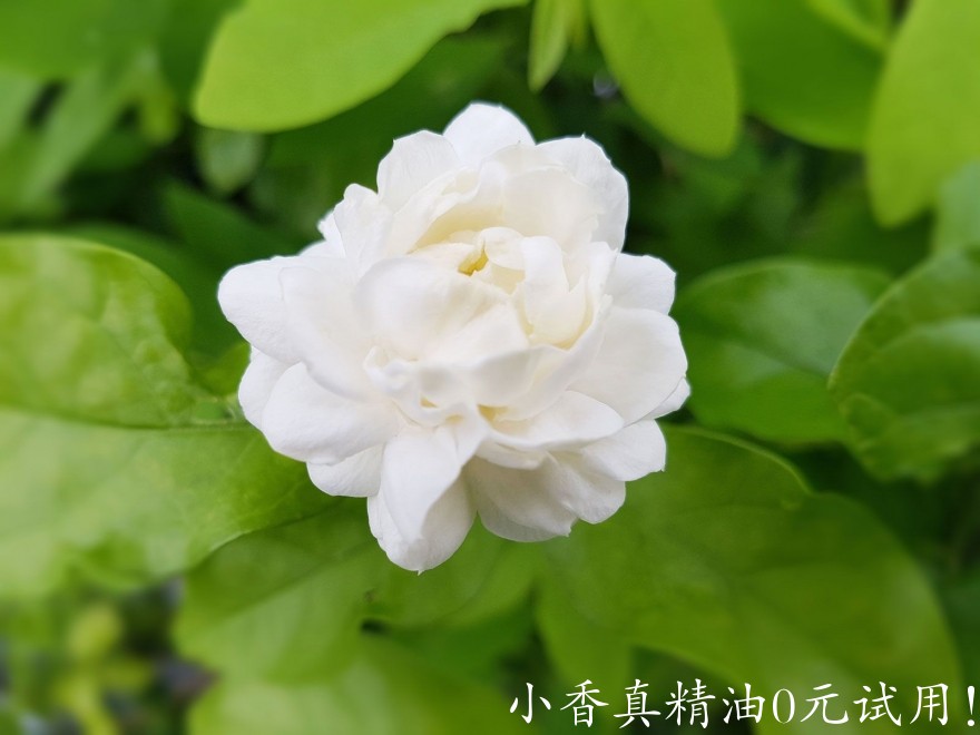 10020茉莉.jpg
