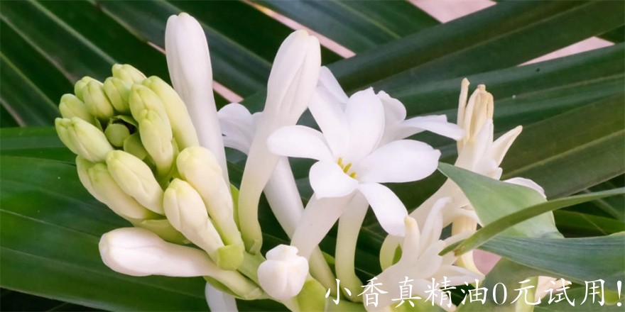 晚香玉Untitled.jpg