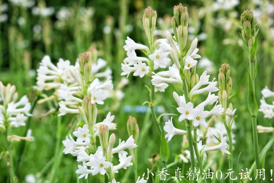 晚香玉273624-1200x800-tuberose.jpg