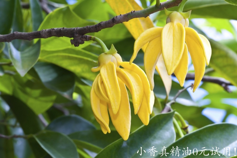 10134依兰.jpg