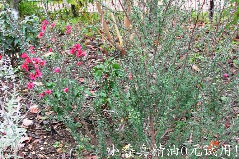 宋红梅（麦卢卡）manuka-Leptospermum Scoparium 11.jpg