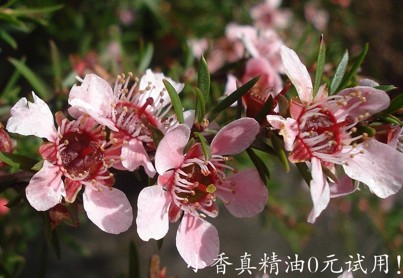 松红梅Leptospermum_scoparium__Pink_Cascade.JPG