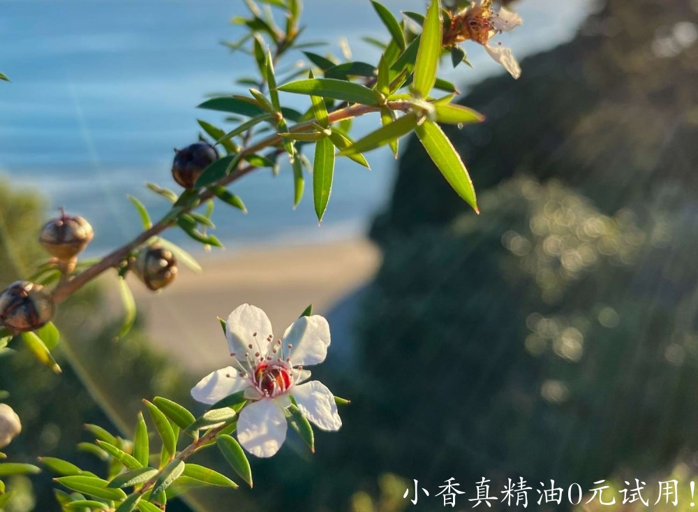10028松红梅.jpg