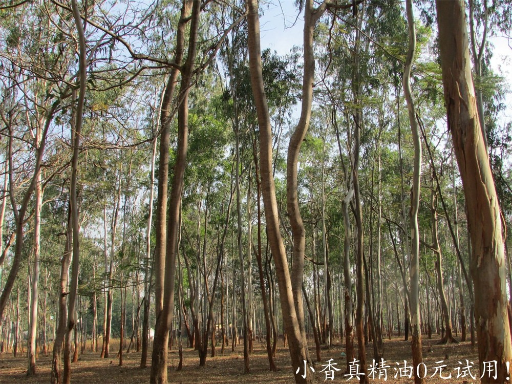 尤加利该图片由Vijaya narasimha在Pixabay上发布 .jpg