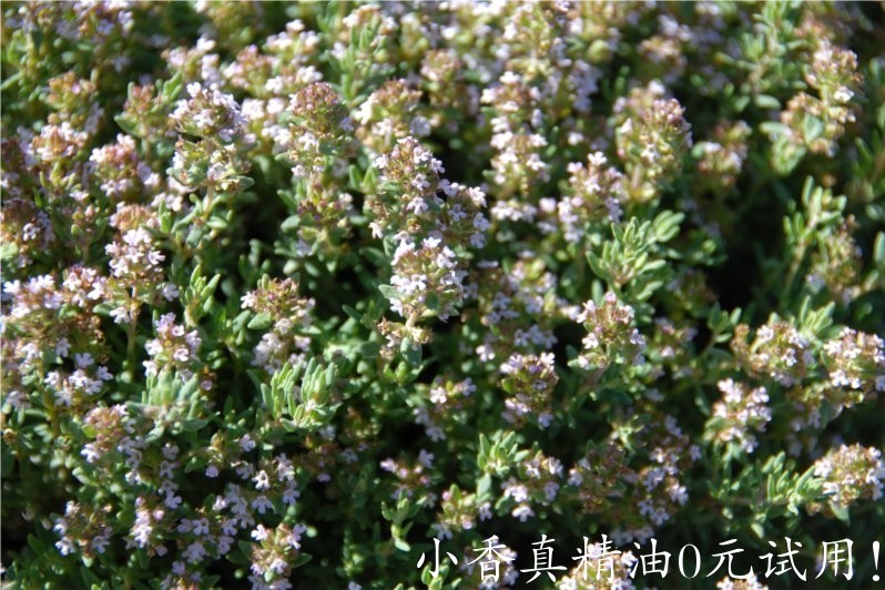 沉香醇百里香 thyme linalol-Thymus Vulgaris Linaloliferum.jpg