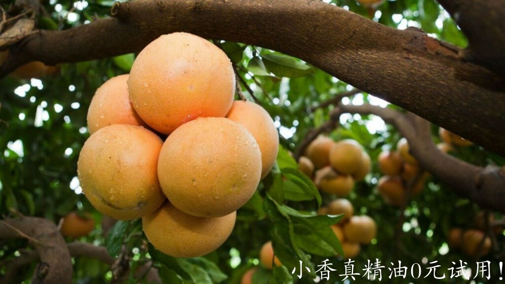 10089葡萄柚.jpg