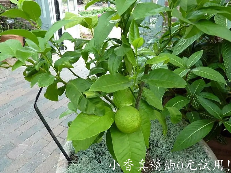 10028佛手柑.jpg