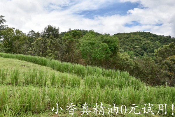 岩兰草.jpg