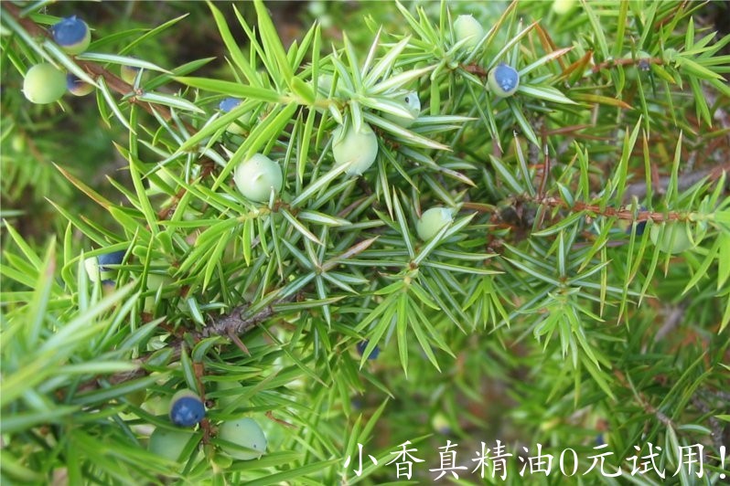 杜松 juniper-Juniperus Communis 22.jpg