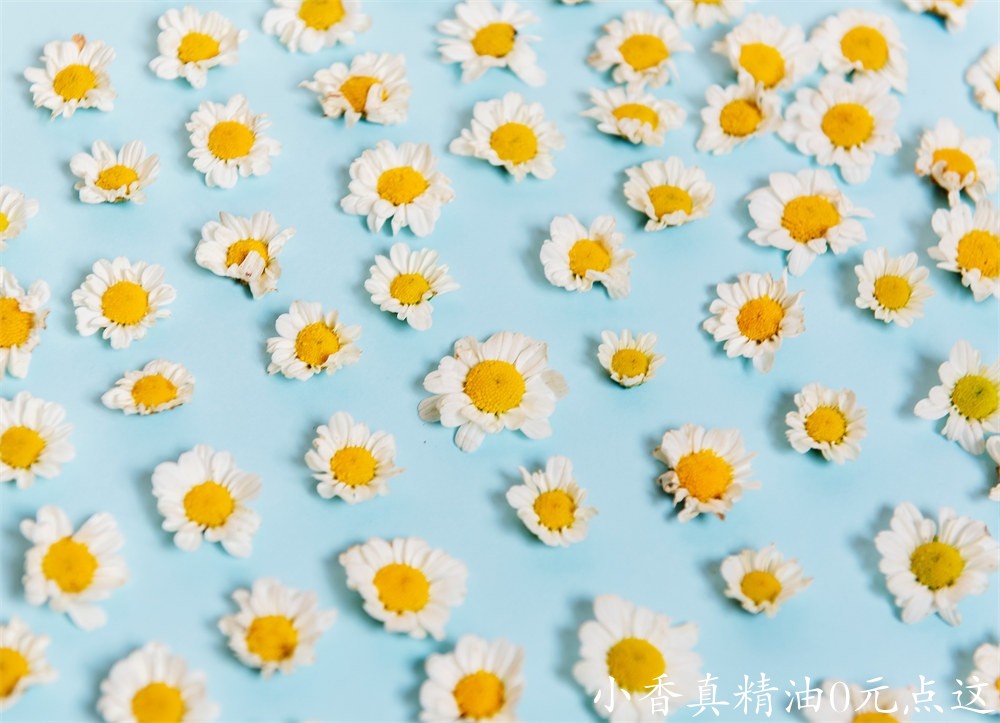 罗马洋甘菊 pexels.com Chamomile arrangement-background-bloom-1323645.jpg