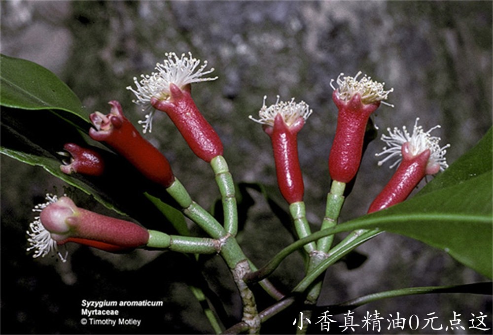 桃金娘科丁香花苞1320630085348_v08ctm.jpg