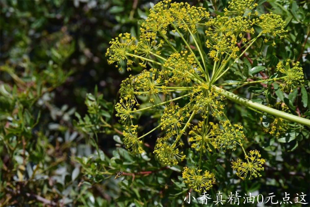 甜茴香Image by Ulrike Leone from Pixabay 3.jpg
