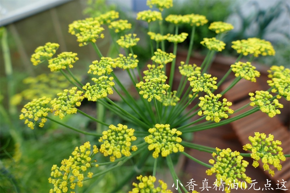 甜茴香Image by Babs Müller from Pixabay.jpg