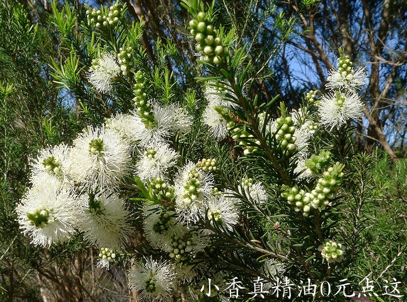 10005茶树.jpg