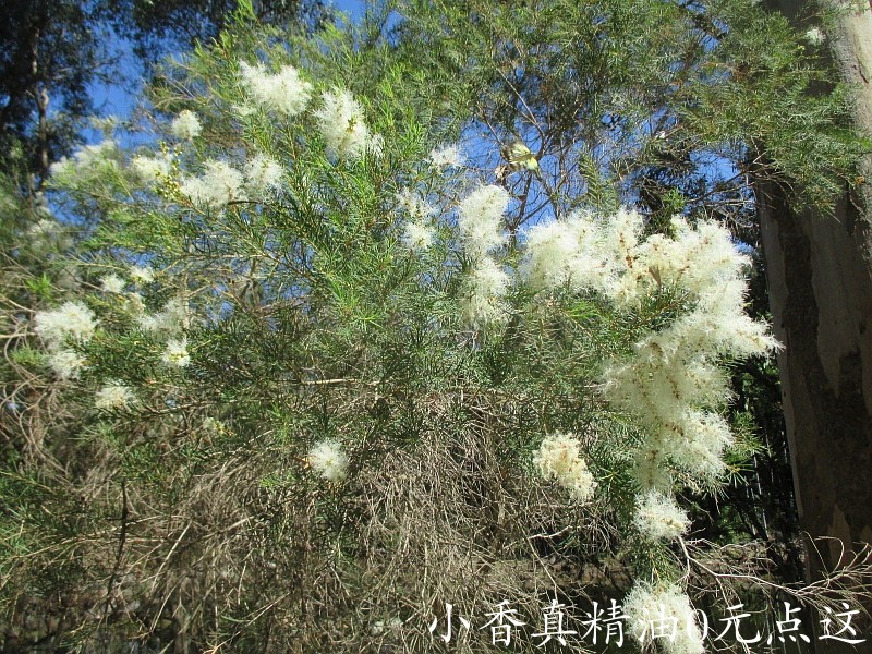 10021茶树.jpg