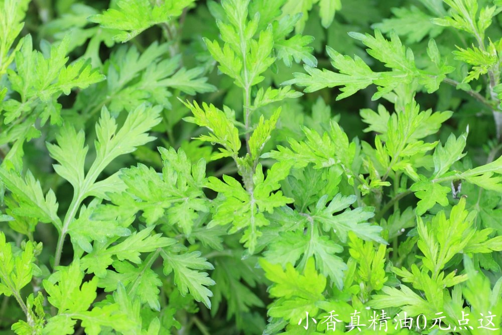10013艾草.jpg