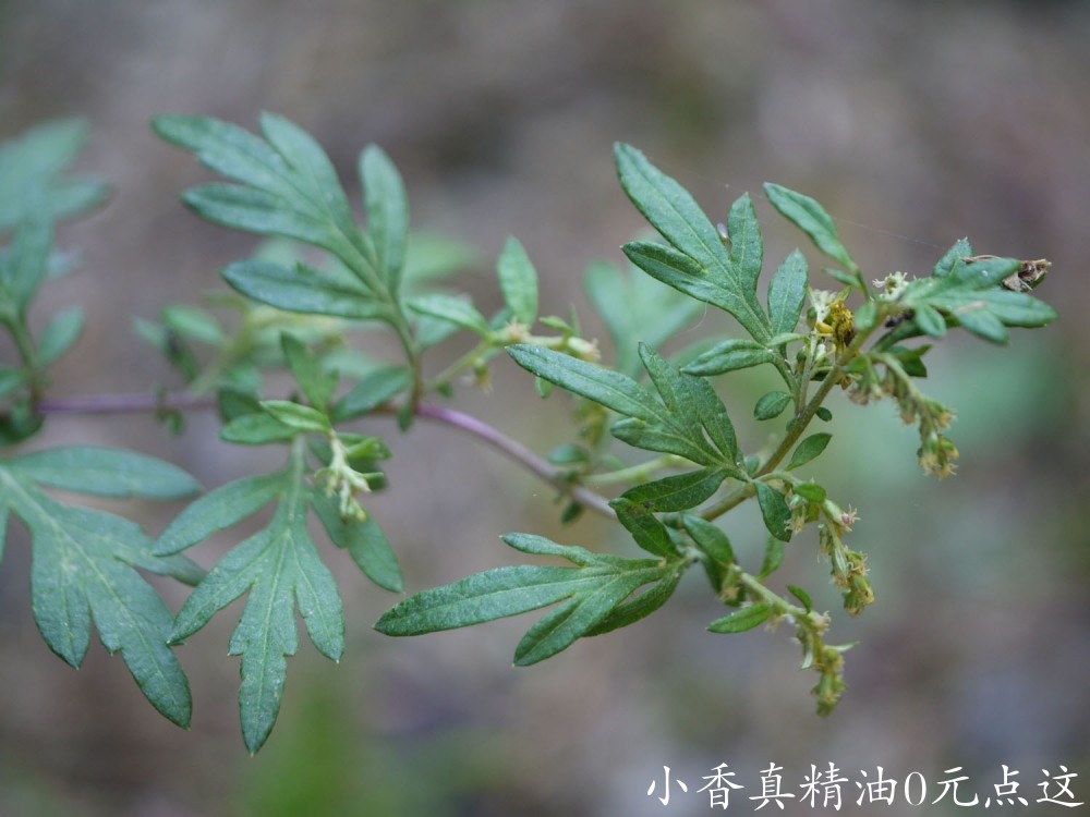 10026艾草.jpg