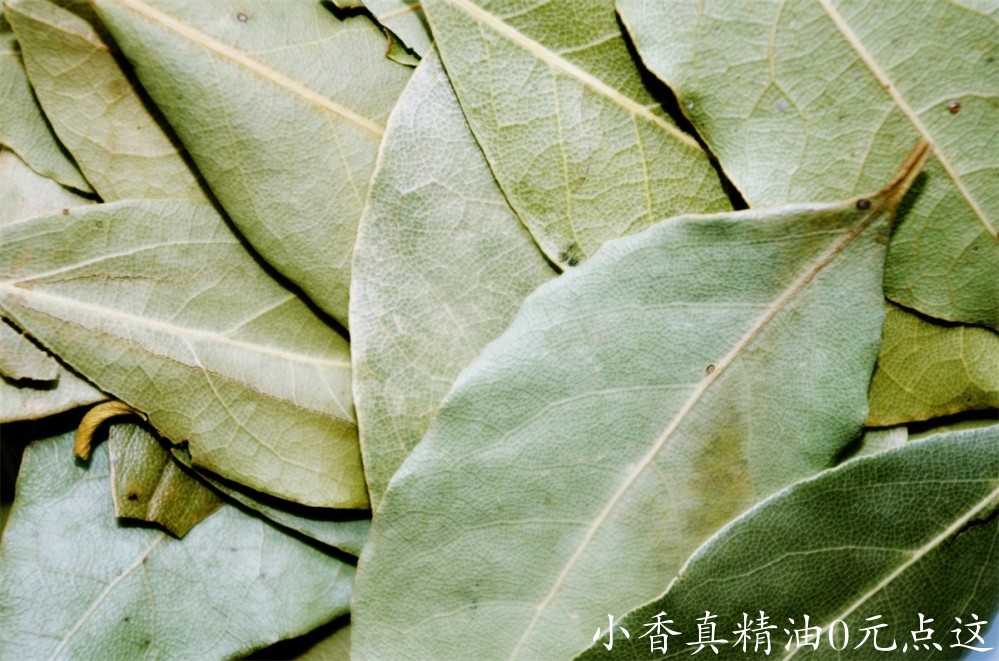月桂该图片由Ajale在Pixabay上发布.jpg