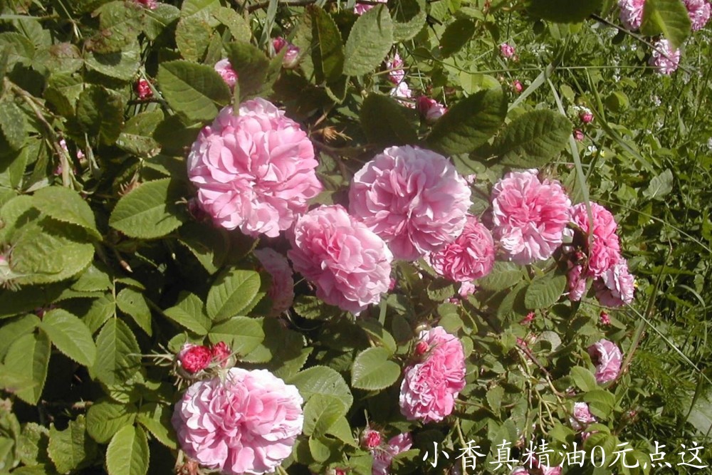 10089玫瑰.jpg