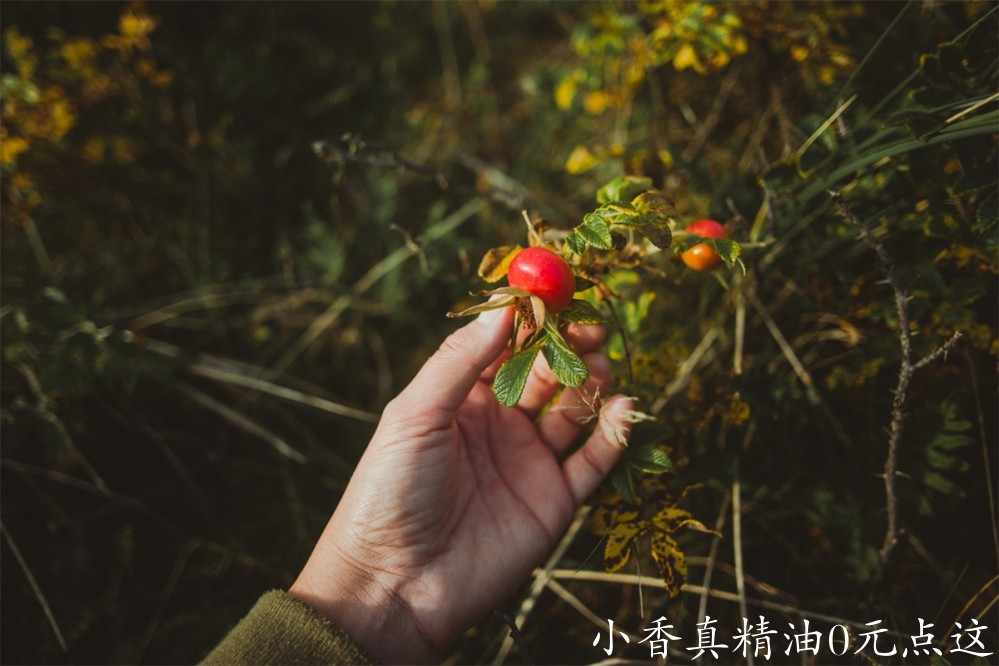 玫瑰果油Photo by Jasmin Schreiber on unsplash.jpg