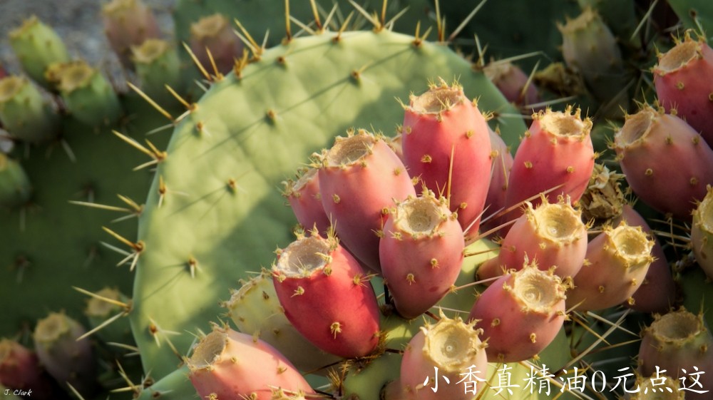 仙人掌prickly-pear-cactus-fruit-1740.jpg