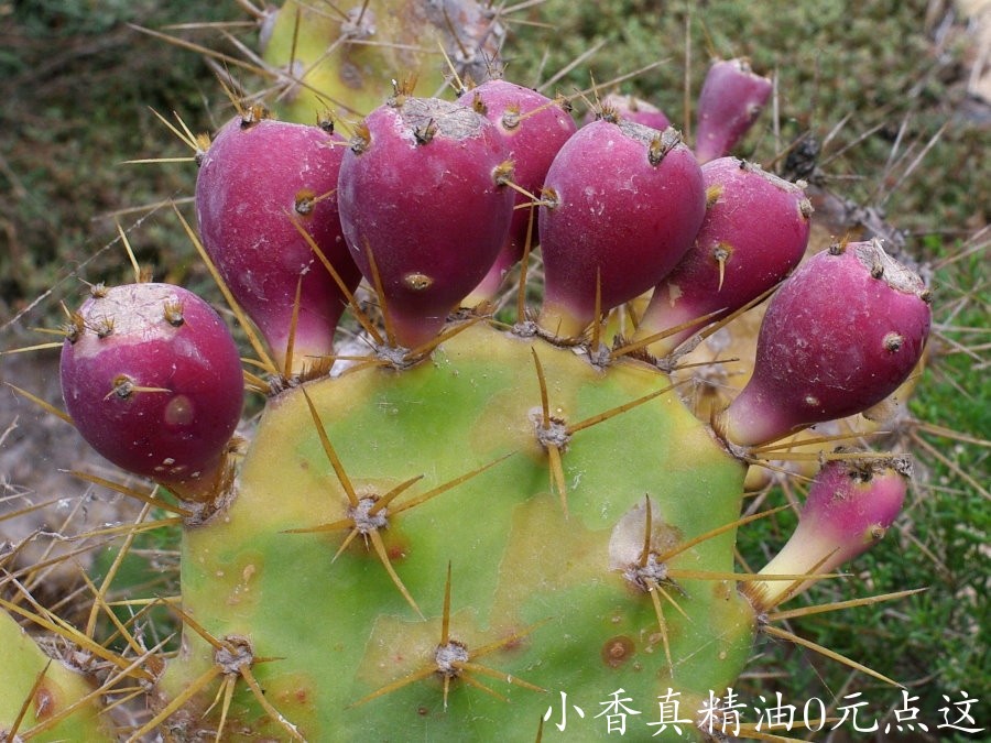 仙人掌15FU3052o.jpg