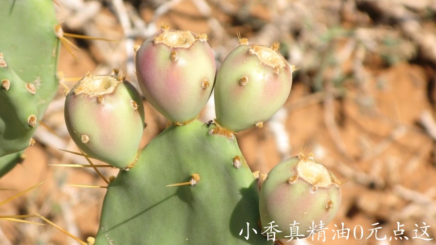 马达加斯加岛仙人掌Opuntia strictaIMG_3493.jpg