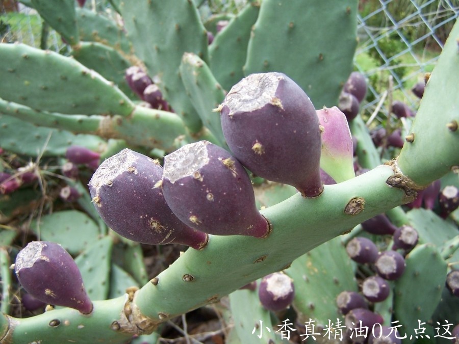 马达加斯加岛仙人掌Opuntia stricta100_0340.jpg