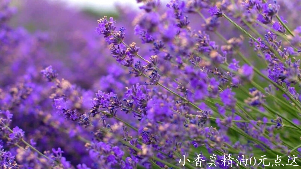10040薰衣草.jpeg