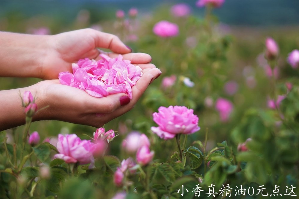 10014玫瑰.jpg