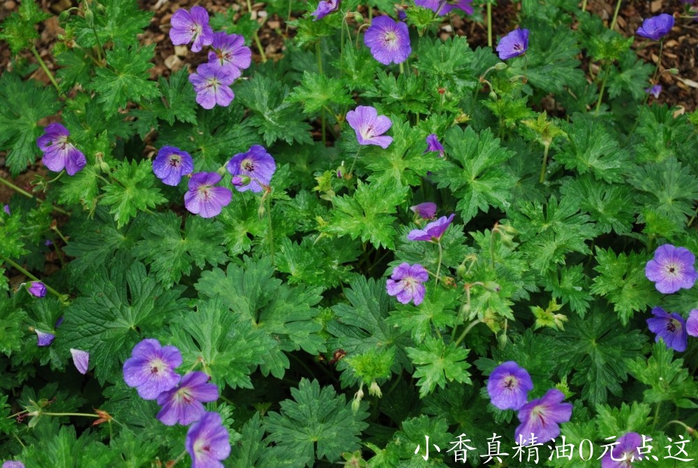 10078天竺葵.jpg