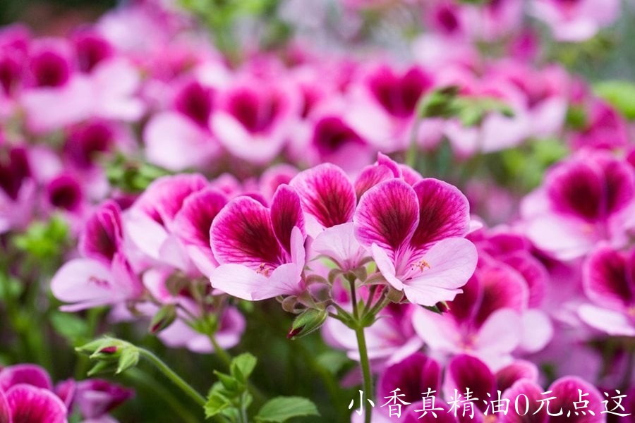 10071天竺葵.jpg