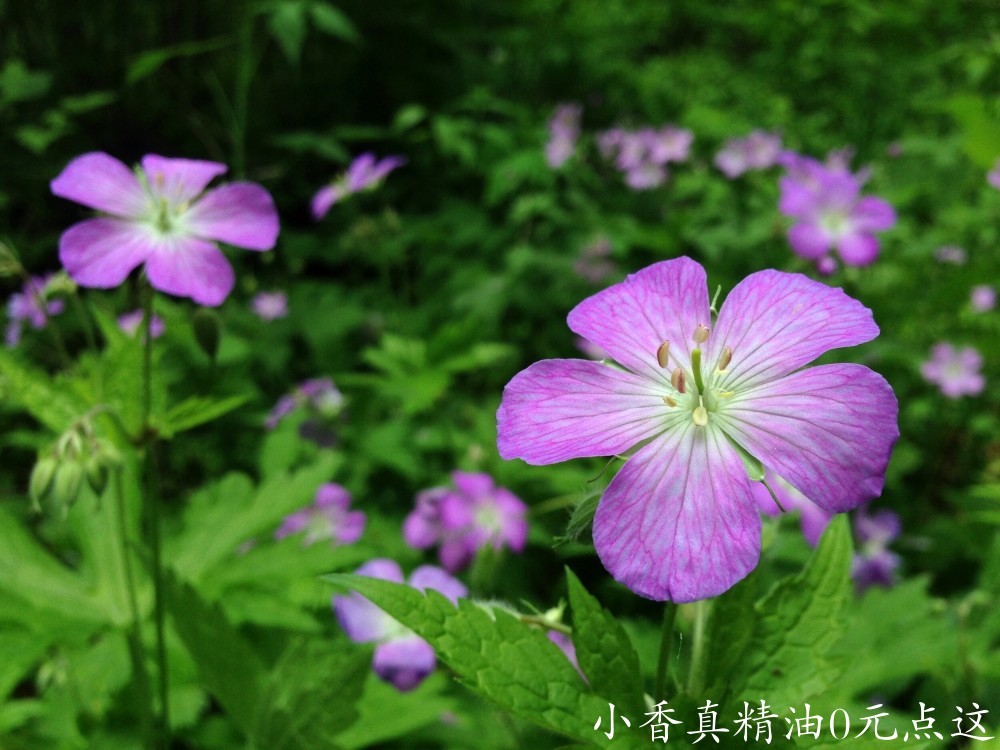 10054天竺葵.jpeg