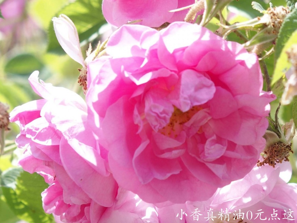 10053玫瑰.jpg