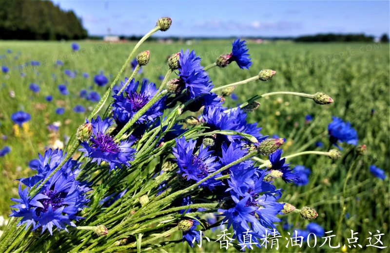 矢车菊.png