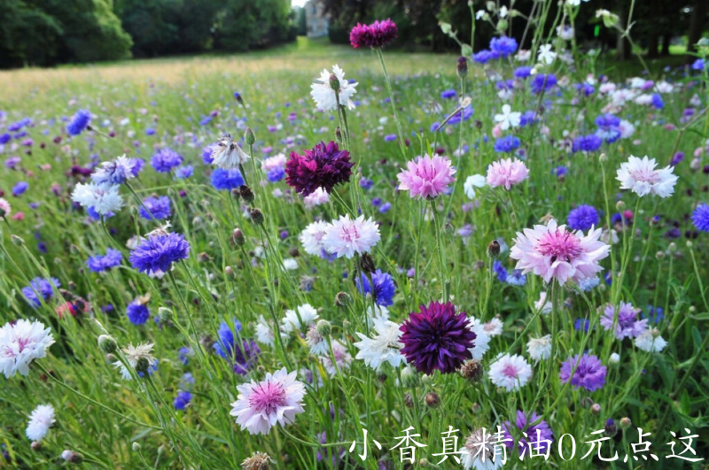 矢车菊3.png