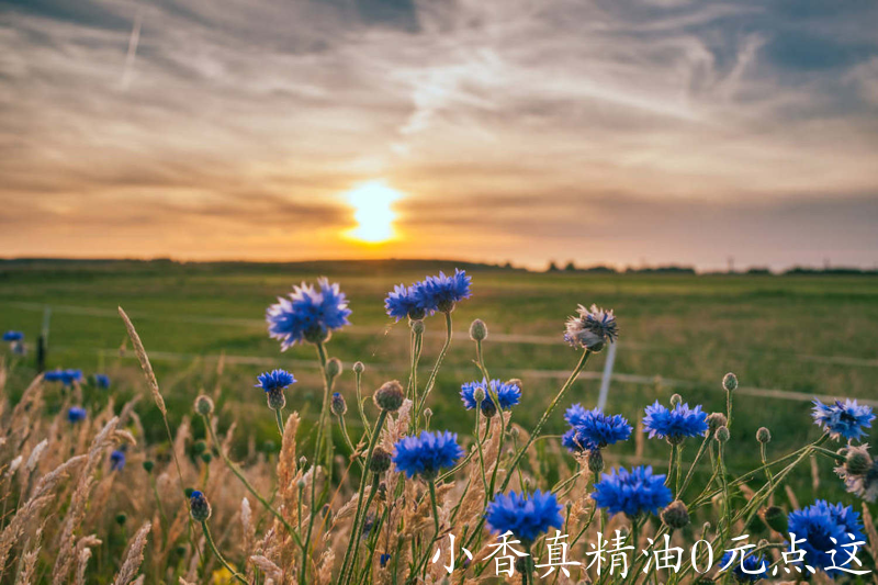 矢车菊5.png