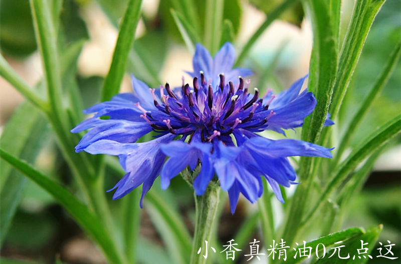 矢车菊6.png