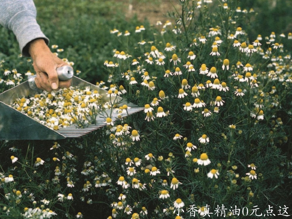 10047德国洋甘菊_罗马洋甘菊.jpeg