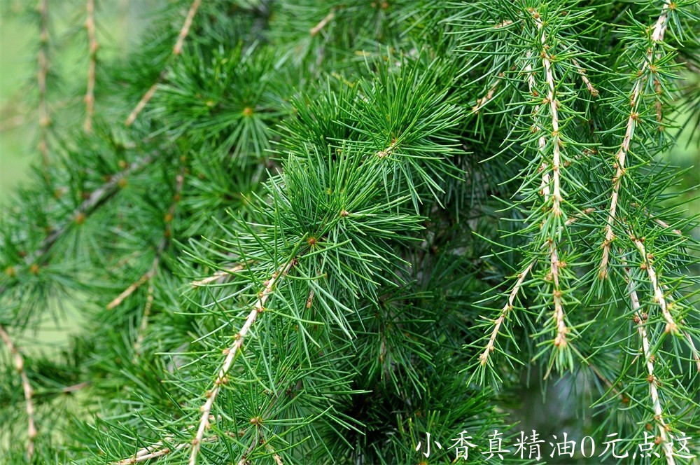 雪松该图片由Pezibear在Pixabay上发布 .jpg
