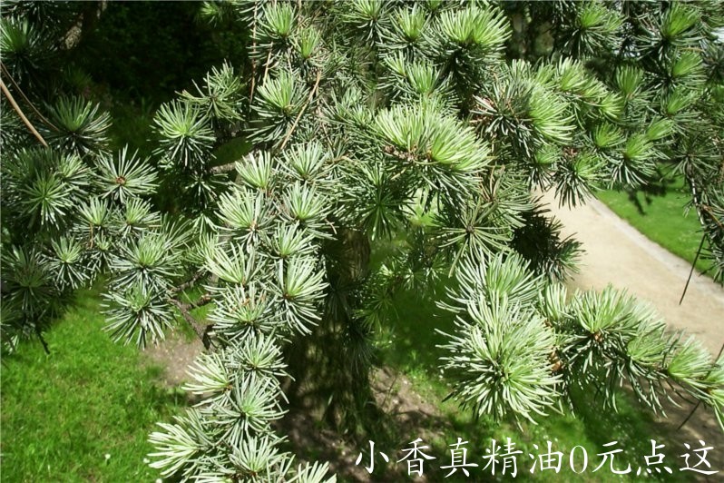 阿特拉斯雪松 Cedrus Atlantica 22.jpg