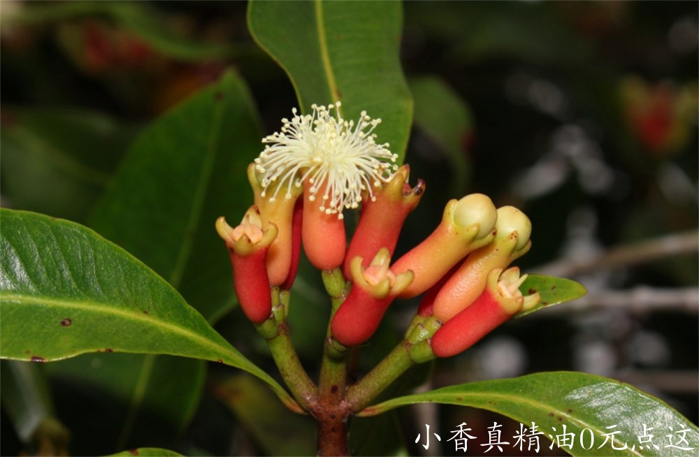 丁香花苞.jpg