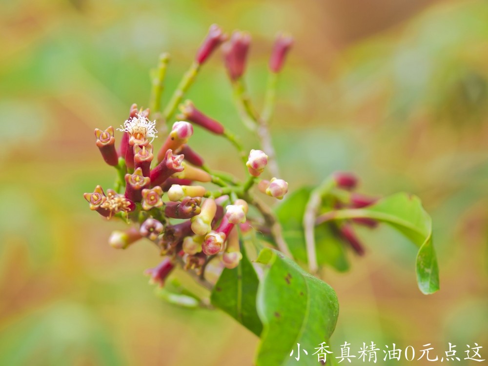 10044丁香花苞.jpg