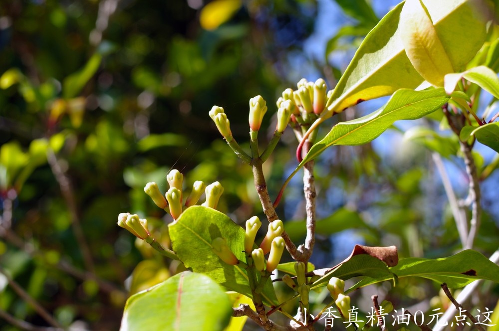 丁香shutterstock_787207579.jpgCloveBud.jpg