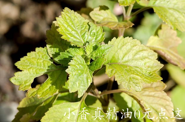 广藿香huile-essentielle-patchouli.jpg