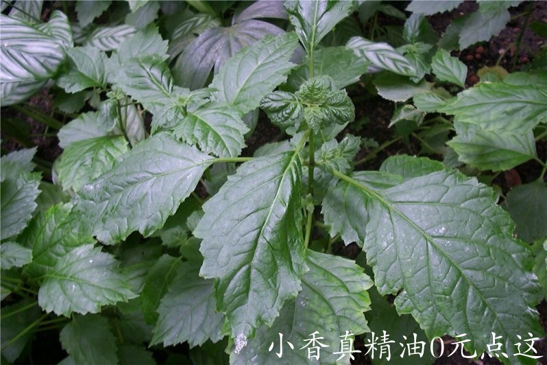 广藿香 patchouly-Pogostemon Cablin.jpg