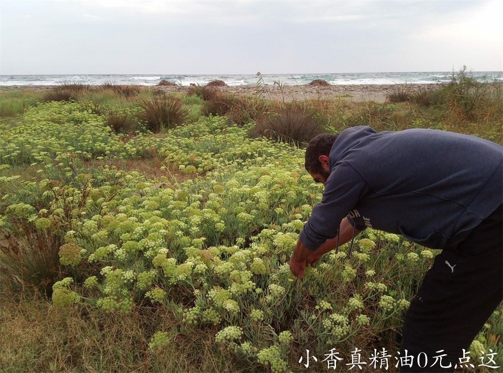 海茴香IMG_20190913_090748_7-scaled.jpg