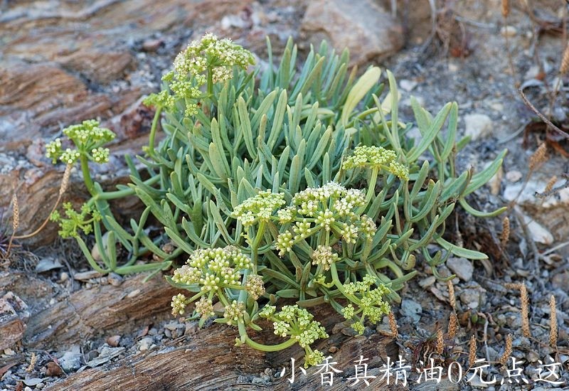 海茴香Crithmum_maritimum_Whole_plant_photo_file_PDB_132KB.jpg